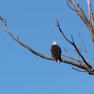 Kel Kartallar göç sırasında kazları takip eder. Besin zincirini doldurmak için hasta ve zayıf ararlar.
