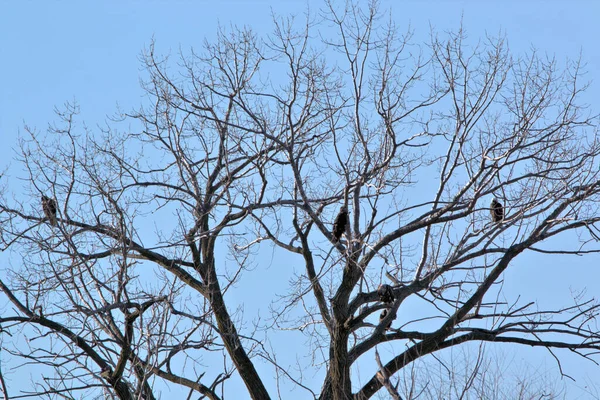 Nido Águila Calva Refugio Nacional Vida Silvestre Loess Bluff Missouri —  Fotos de Stock