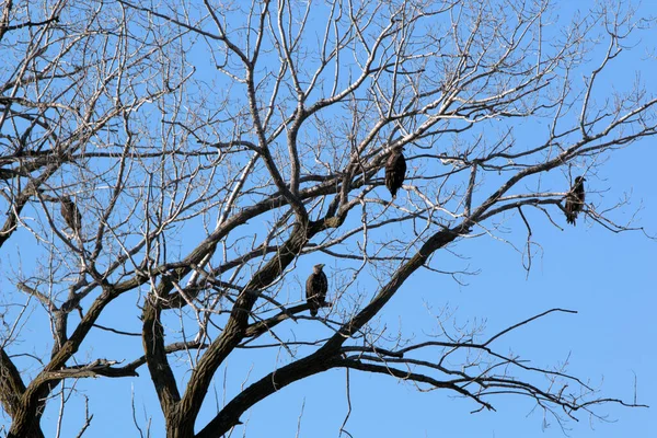 Weißkopfseeadler Folgen Den Gänsen Während Der Migration Auf Der Suche — Stockfoto