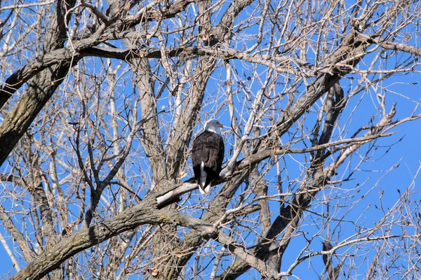 Bald Eagles Follow Geese Migration Looking Sick Weak Fill Food — Stock Photo, Image