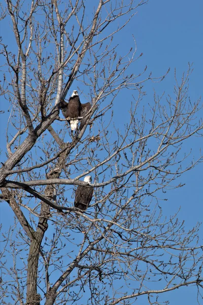 Ninho Águia Careca Loess Bluff National Wildlife Refuge Missouri — Fotografia de Stock