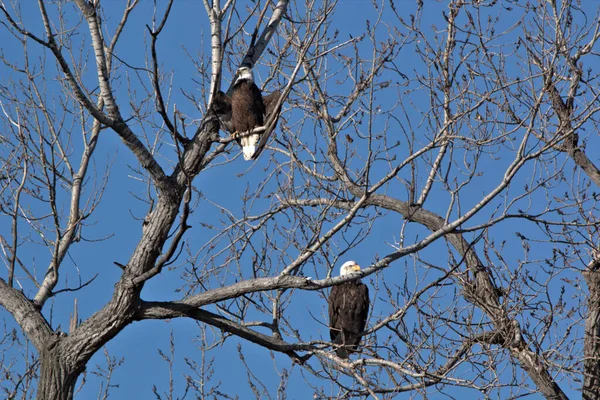 Bald Eagles Follow Geese Migration Looking Sick Weak Fill Food — Stock Photo, Image