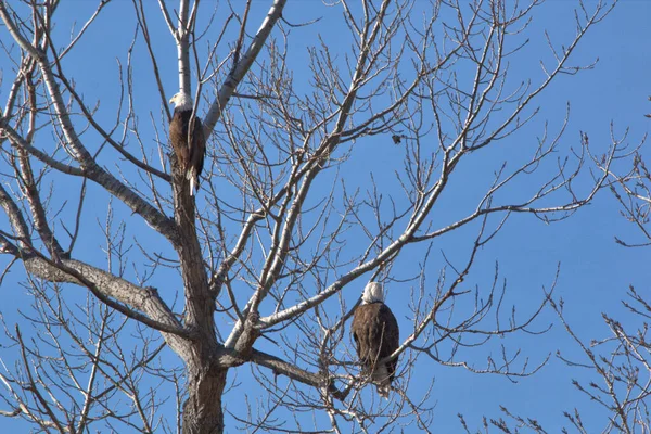 Kel Kartallar göç sırasında kazları takip eder. Besin zincirini doldurmak için hasta ve zayıf ararlar.