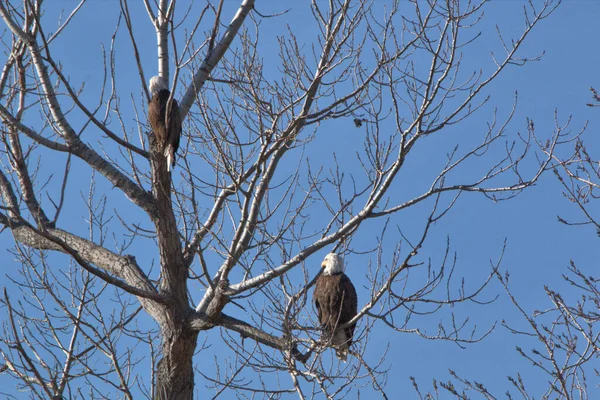 Bald Eagles Follow Geese Migration Looking Sick Weak Fill Food — Stock Photo, Image