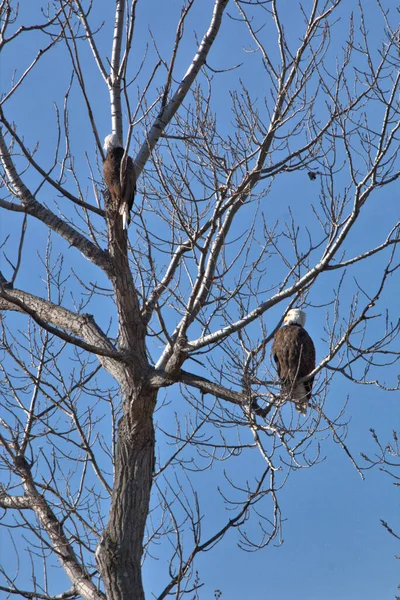 Kel Kartallar göç sırasında kazları takip eder. Besin zincirini doldurmak için hasta ve zayıf ararlar.