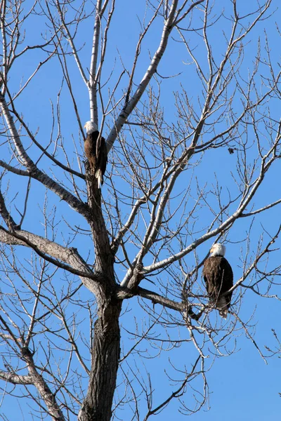 Weißkopfseeadler Folgen Den Gänsen Während Der Migration Auf Der Suche — Stockfoto