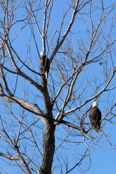 Weißkopfseeadlernest Loess Bluff National Wildlife Refugium Missouri — Stockfoto