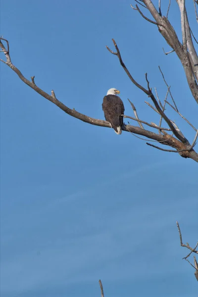 Nido Águila Calva Refugio Nacional Vida Silvestre Loess Bluff Missouri —  Fotos de Stock
