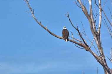 Kel Kartallar göç sırasında kazları takip eder. Besin zincirini doldurmak için hasta ve zayıf ararlar.