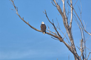 Kel Kartallar göç sırasında kazları takip eder. Besin zincirini doldurmak için hasta ve zayıf ararlar.