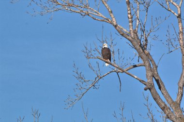Kel Kartallar göç sırasında kazları takip eder. Besin zincirini doldurmak için hasta ve zayıf ararlar.