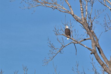 Kel Kartallar göç sırasında kazları takip eder. Besin zincirini doldurmak için hasta ve zayıf ararlar.
