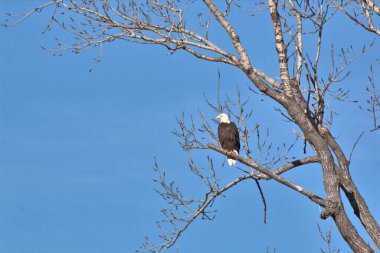 Kel Kartallar göç sırasında kazları takip eder. Besin zincirini doldurmak için hasta ve zayıf ararlar.