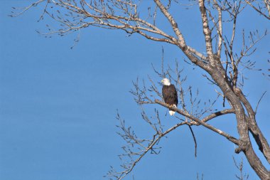 NE Missouri 'deki Loess Bluff Ulusal Yaban Hayatı Sığınağı' nda Kel Kartal yuvası