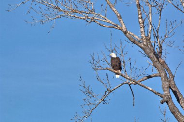 NE Missouri 'deki Loess Bluff Ulusal Yaban Hayatı Sığınağı' nda Kel Kartal yuvası