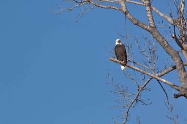 Kel Kartallar göç sırasında kazları takip eder. Besin zincirini doldurmak için hasta ve zayıf ararlar.