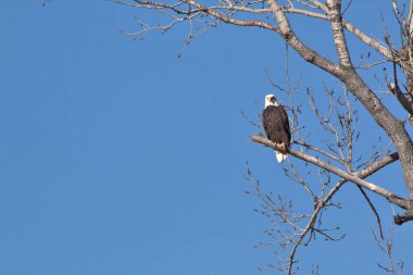 Kel Kartallar göç sırasında kazları takip eder. Besin zincirini doldurmak için hasta ve zayıf ararlar.