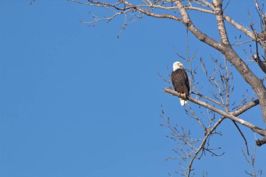 Kel Kartallar göç sırasında kazları takip eder. Besin zincirini doldurmak için hasta ve zayıf ararlar.