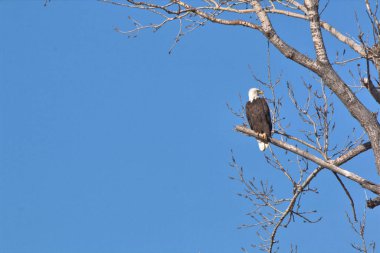NE Missouri 'deki Loess Bluff Ulusal Yaban Hayatı Sığınağı' nda Kel Kartal yuvası