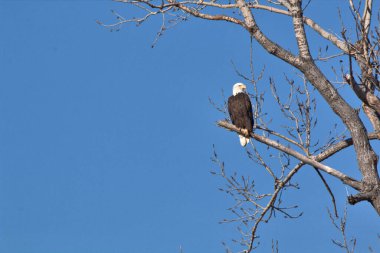 NE Missouri 'deki Loess Bluff Ulusal Yaban Hayatı Sığınağı' nda Kel Kartal yuvası