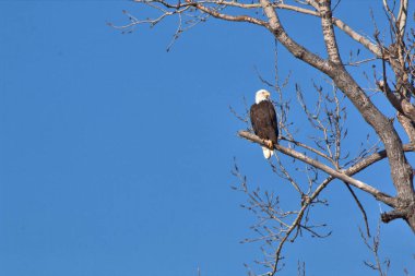 NE Missouri 'deki Loess Bluff Ulusal Yaban Hayatı Sığınağı' nda Kel Kartal yuvası