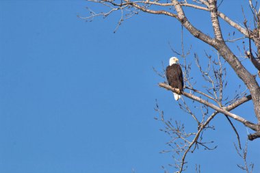 Kel Kartallar göç sırasında kazları takip eder. Besin zincirini doldurmak için hasta ve zayıf ararlar.