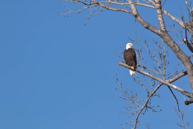Kel Kartallar göç sırasında kazları takip eder. Besin zincirini doldurmak için hasta ve zayıf ararlar.