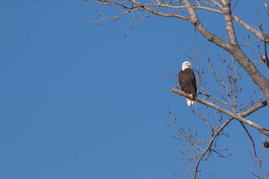 NE Missouri 'deki Loess Bluff Ulusal Yaban Hayatı Sığınağı' nda Kel Kartal yuvası