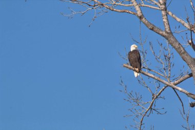 NE Missouri 'deki Loess Bluff Ulusal Yaban Hayatı Sığınağı' nda Kel Kartal yuvası