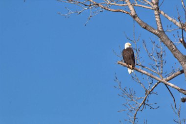 Kel Kartallar göç sırasında kazları takip eder. Besin zincirini doldurmak için hasta ve zayıf ararlar.