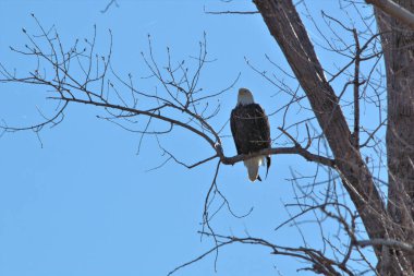Kel Kartallar göç sırasında kazları takip eder. Besin zincirini doldurmak için hasta ve zayıf ararlar.