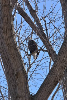 Kel Kartallar göç sırasında kazları takip eder. Besin zincirini doldurmak için hasta ve zayıf ararlar.