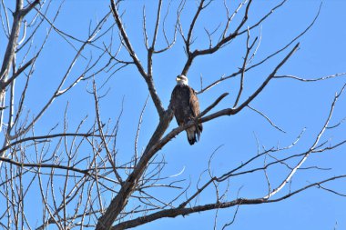 NE Missouri 'deki Loess Bluff Ulusal Yaban Hayatı Sığınağı' nda Kel Kartal yuvası