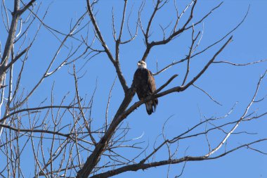 Kel Kartallar göç sırasında kazları takip eder. Besin zincirini doldurmak için hasta ve zayıf ararlar.