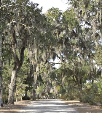 Bonaventure Mezarlığı dünyanın en güzel 10 mezarlığında seçildi! Çarpıcı heykeller, anıtlar ve özenle hazırlanmış mezarlıklar zarif, yosunlu meşe ağaçlarıyla süslenmiş 160 dönümlük araziyi süslüyor..