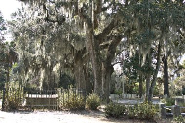 Bonaventure Mezarlığı dünyanın en güzel 10 mezarlığında seçildi! Çarpıcı heykeller, anıtlar ve özenle hazırlanmış mezarlıklar zarif, yosunlu meşe ağaçlarıyla süslenmiş 160 dönümlük araziyi süslüyor..