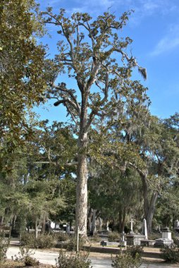 Bonaventure Mezarlığı dünyanın en güzel 10 mezarlığında seçildi! Çarpıcı heykeller, anıtlar ve özenle hazırlanmış mezarlıklar zarif, yosunlu meşe ağaçlarıyla süslenmiş 160 dönümlük araziyi süslüyor..