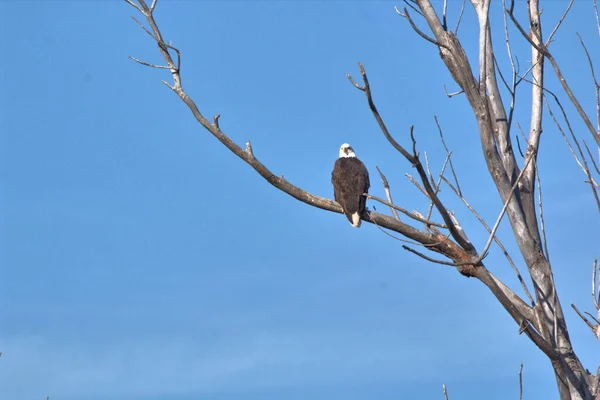 Águilas Calvas Siguen Los Gansos Durante Migración Busca Enfermos Débiles —  Fotos de Stock