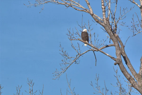 Weißkopfseeadler Folgen Den Gänsen Während Der Migration Auf Der Suche — Stockfoto