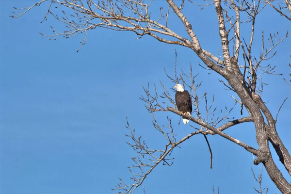 NE Missouri 'deki Loess Bluff Ulusal Yaban Hayatı Sığınağı' nda Kel Kartal yuvası