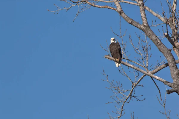 Bald Eagles Follow Geese Migration Looking Sick Weak Fill Food — Stock Photo, Image