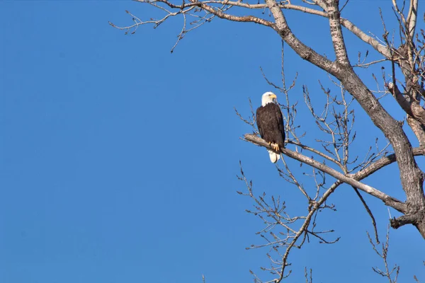 Kald Eagle Nest Bij Loess Bluff National Wildlife Refuge Missouri — Stockfoto