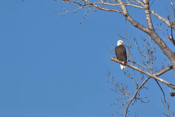 Bald Eagle Nest Loess Bluff National Wildlife Refuge Missouri — Stock Photo, Image