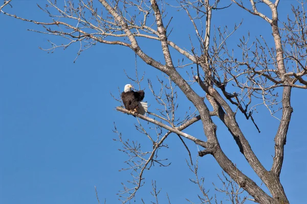 Kel Kartallar göç sırasında kazları takip eder. Besin zincirini doldurmak için hasta ve zayıf ararlar.