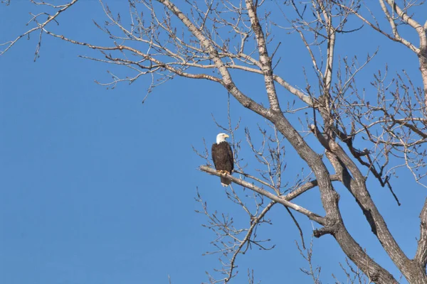 Kel Kartallar göç sırasında kazları takip eder. Besin zincirini doldurmak için hasta ve zayıf ararlar.