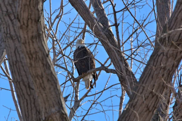 Kel Kartallar göç sırasında kazları takip eder. Besin zincirini doldurmak için hasta ve zayıf ararlar.