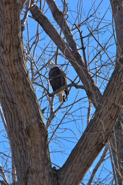 Bald Eagles Follow Geese Migration Looking Sick Weak Fill Food — Stock Photo, Image