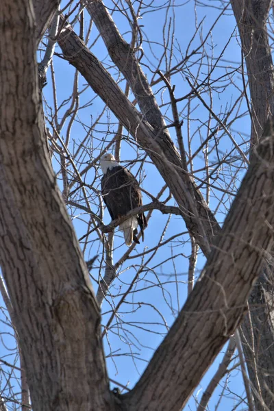 Kel Kartallar göç sırasında kazları takip eder. Besin zincirini doldurmak için hasta ve zayıf ararlar.