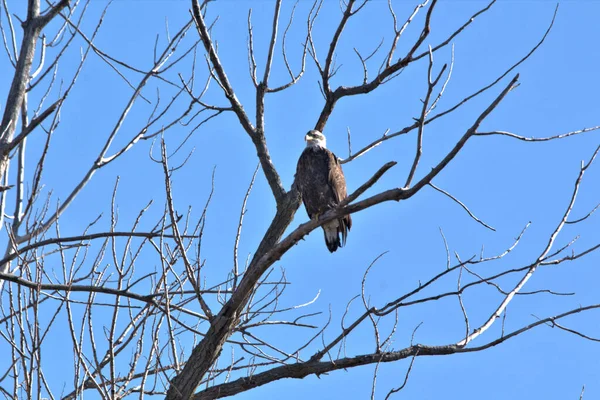 NE Missouri 'deki Loess Bluff Ulusal Yaban Hayatı Sığınağı' nda Kel Kartal yuvası