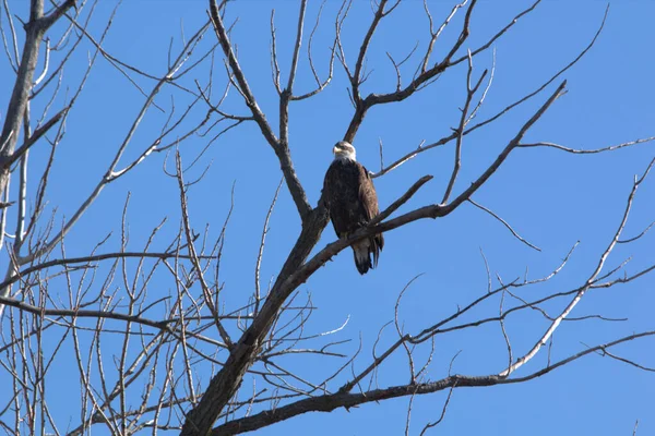 Ninho Águia Careca Loess Bluff National Wildlife Refuge Missouri — Fotografia de Stock